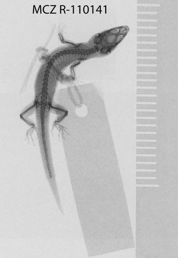 Media type: image;   Herpetology R-110141
